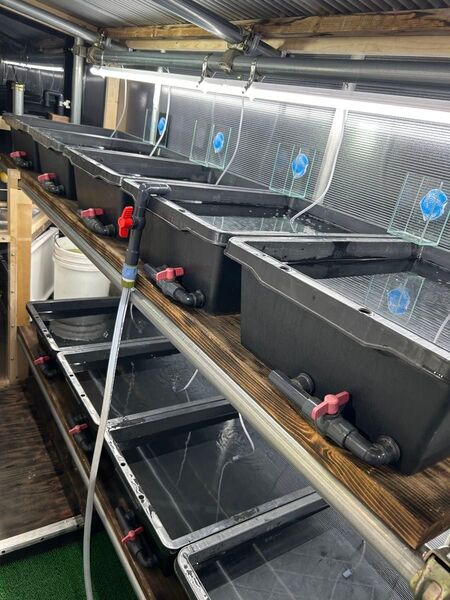 給水パイプ プロブリーダー多数使用 めだか 水替え 便利グッズ カスタムパイプ 給水ノズル