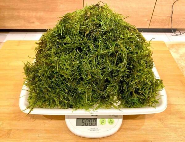 山盛り! 国産ウィローモス 500g