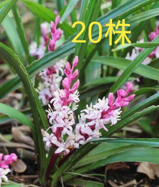 吉祥草 キッショウソウ (20株)