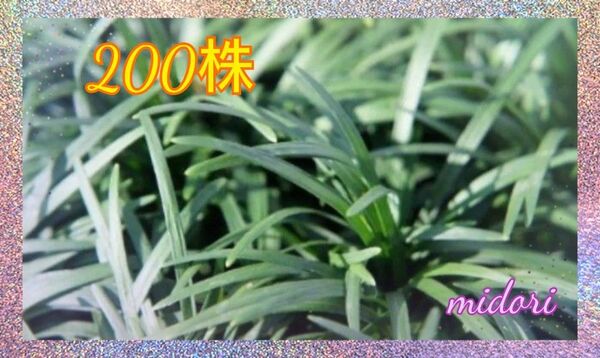 玉龍 タマリュウ たまりゅう (200株)植物一般