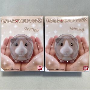 もふもふ てのりフレンズ2 モルモット 2個セット 小動物