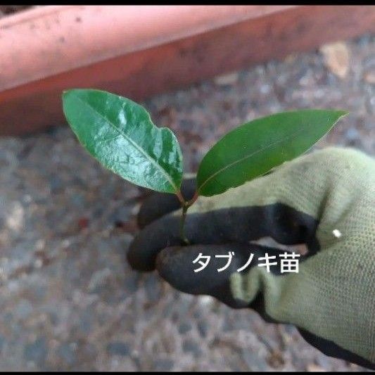 タブノキ 小苗 1苗 抜き苗