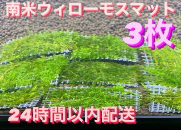 ウィローモスマット3枚セット 6cm×4cm 3枚 南米ウィローモス 無農薬