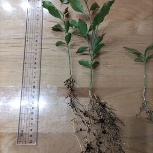 柑橘苗 問い合わせ用いちじくに同封可能