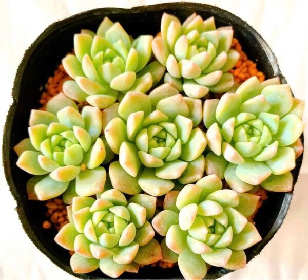多肉植物 プロリフェラ カット苗 7コ