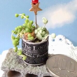 ミニチュアの花「多肉植物の寄せ植え丸缶」