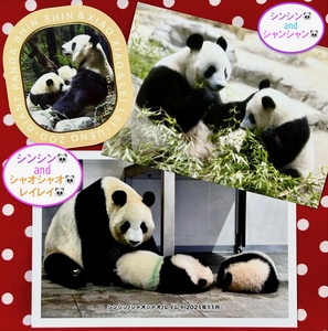 【シンシン 真真 ポストカード】上野動物園 公式オンラインショップ受注販売品&ステッカー&毎日パンダブロマイド① リーリー シャンシャン