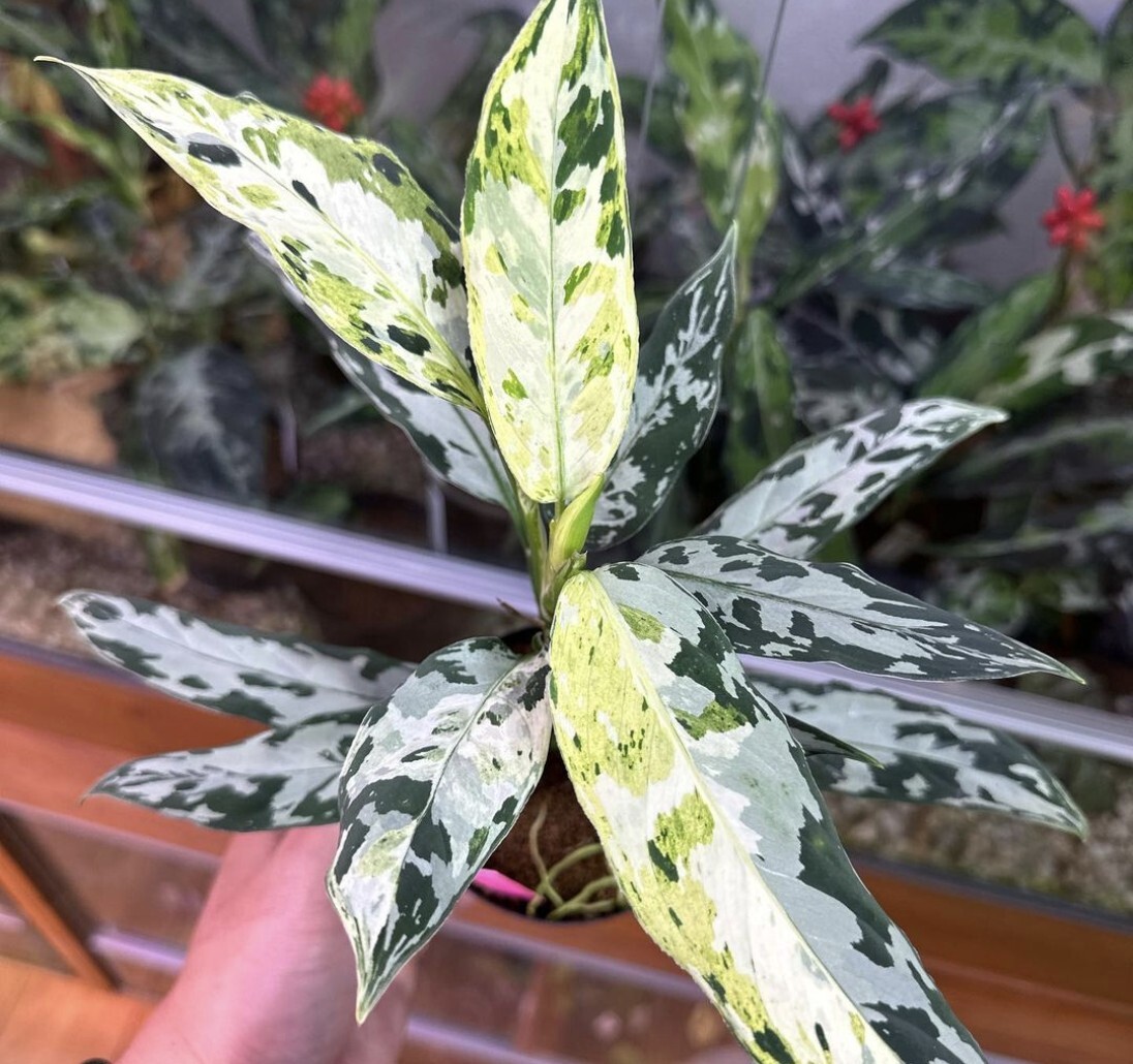 Yahoo!オークション -「aglaonema アグラオネマ」の落札相場 Yahoo!オークション -「aglaonema アグラオネマ」の落札相場