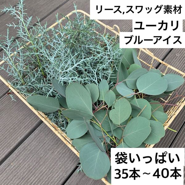 リース用!ブルーアイス ユーカリポポラス カット生木15センチ35〜40本袋いっぱい