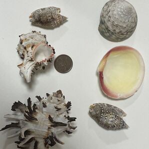 貝殻6個セット