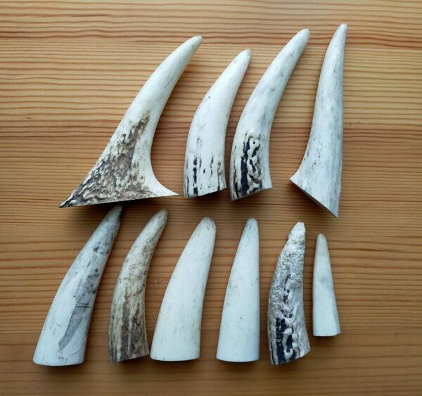 エゾシカ 蝦夷鹿 角先 大小10本 ハンドメイド アクセサリー