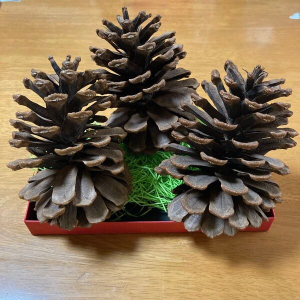 松ぼっくり