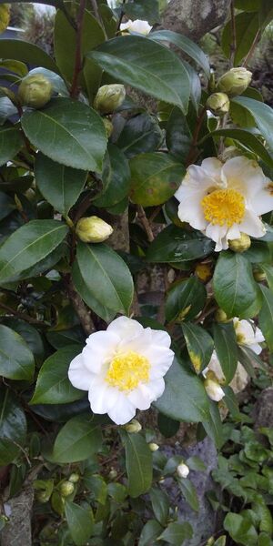 ☆侘び助(椿の一種)蕾のついた枝10本! 長さ20cm