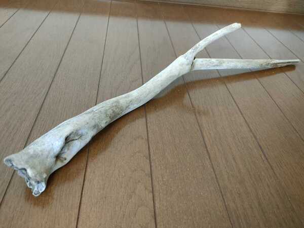 ☆天然流木 枝 水槽 1点物 アクアリウム オブジェ アート 58×11×10cm 大和川 爬虫類 とかげ ヘビ インテリア 魚 めだか 隠れ家