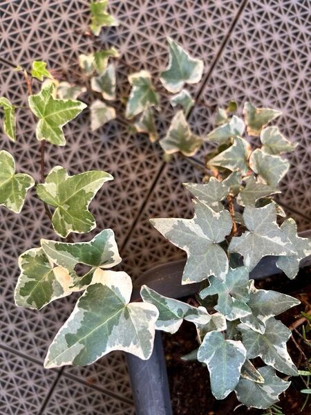 アイビー 根付き抜き苗 2本 + 挿し芽用約25㎝カット3本