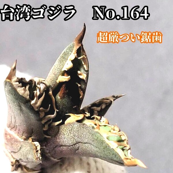 極上株!台湾ゴジラ No.169 不規則に乱れる超厳つい鋸歯が特徴的!入手困難な高級アガベです 台湾GODZILLA 鋸歯が超厳ついです!