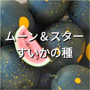 ムーン&スターいすかの種(自然栽培)