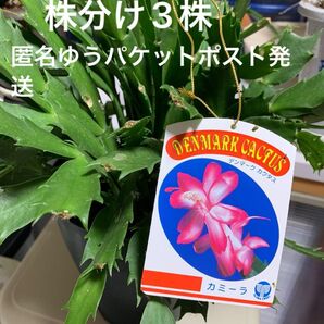 デンマークカクタス カミーラ 株分け 3株 来年用 匿名ゆうパケットポスト発送