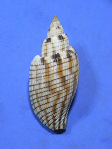 .. specimen Lyria kurodai 82.6mm.