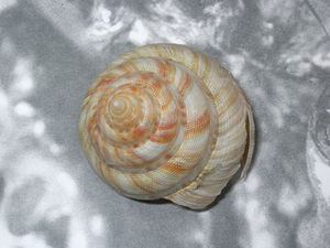 貝の標本 Pleurotmtaria hirasei 99mm.w/o.big.台湾