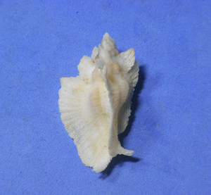 .. specimen Pterynotus pellucidus 38mm.