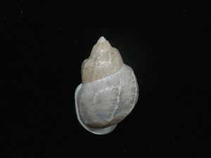 貝の標本 Auris bilabiata egregia 42mm.