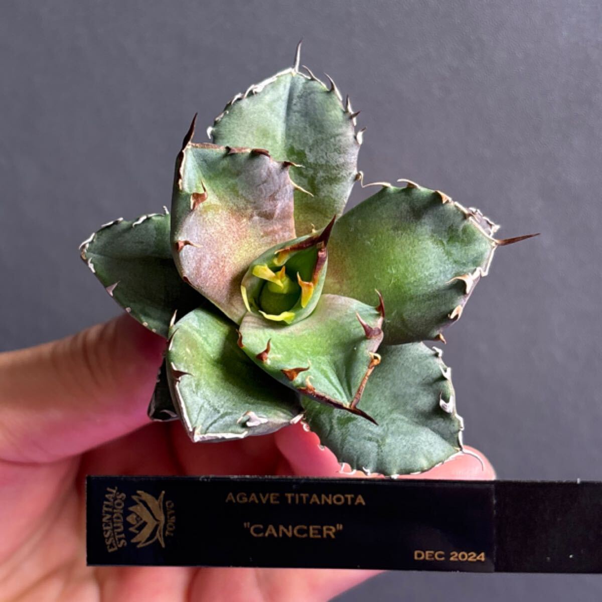 Yahoo!オークション -「cancer」(アガベ) (観葉植物)の落札相場 Yahoo!オークション -「cancer」(アガベ) (観葉植物)の落札相場