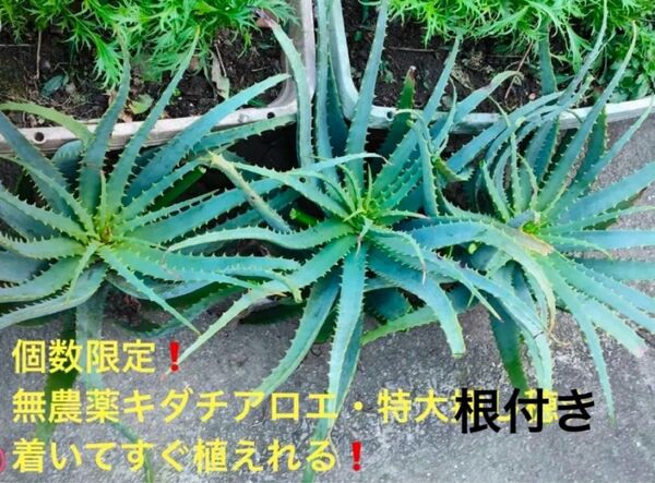 【特大!元気】個数限定!無農薬・キダチアロエ★【根付きです】☆★着いてすぐ植えれる! アロエ