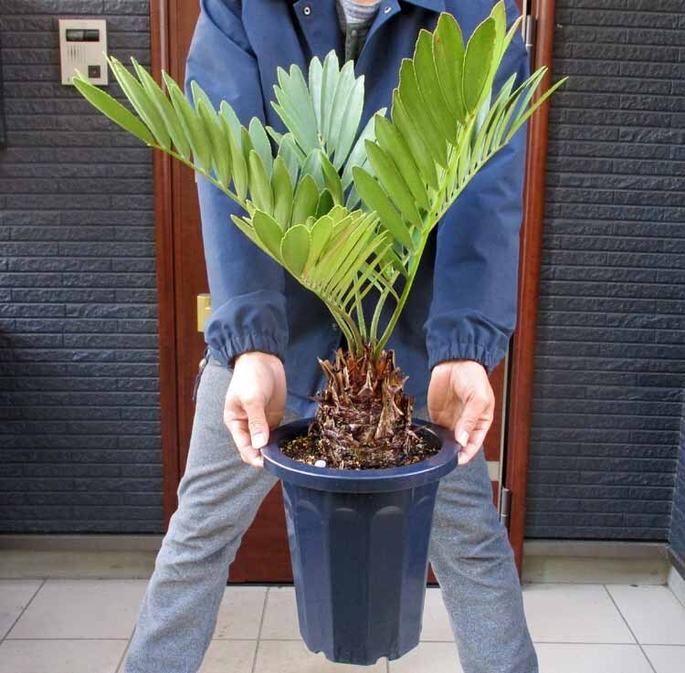 Yahoo!オークション -「メキシコソテツ」(観葉植物) の落札相場 Yahoo!オークション -「メキシコソテツ」(観葉植物) の落札相場