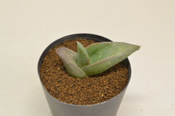 Yahoo!オークション -「フォリア」(アロエ) (観葉植物)の落札