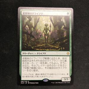 即決Σ中古品　MTG 老樹林のドライアド