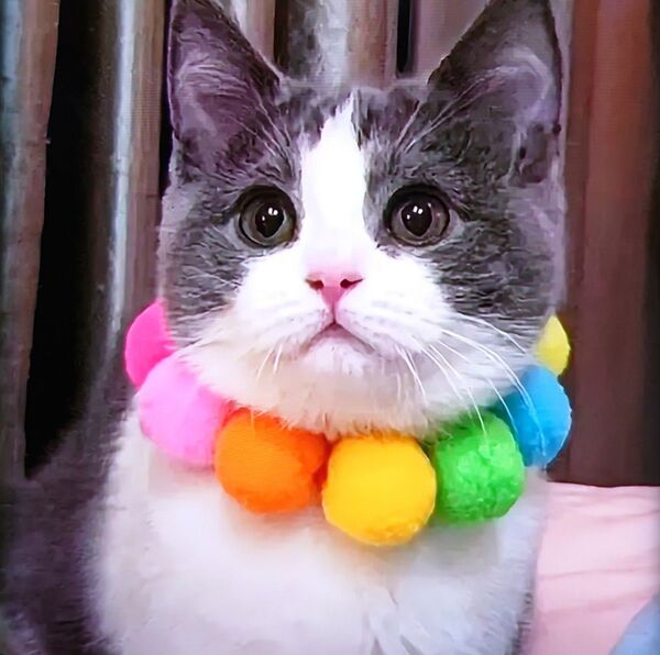 ワンちゃん猫ちゃん用 ポンポンシュシュ【Sサイズ】
