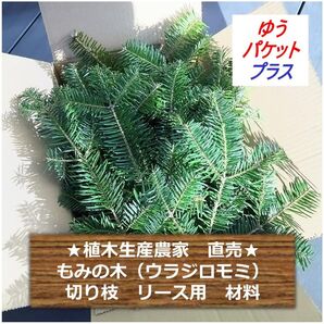 即購入◎ もみの木 切り枝 生産者直売! リース用 ゆうパケットプラスにいっぱい!