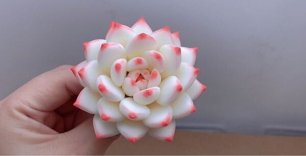 多肉植物の花 白とピンク 樹脂製 Y-122