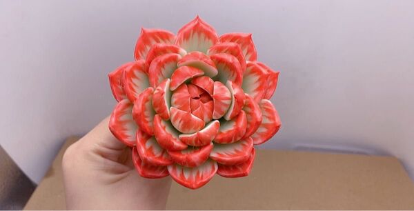 エケベリア 赤と白の観葉植物Y-127