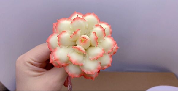 エケベリア 造花 クリーム色とピンクの縁取り Y-130