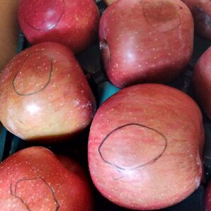 長野県産サンフジリンゴ