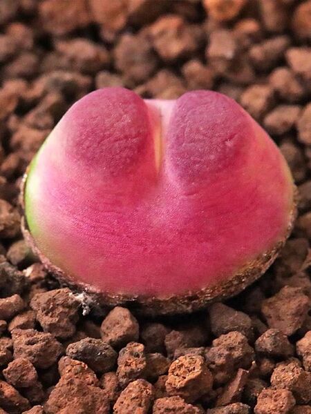多肉植物 コノフィツム ラツム 抜き苗 1cm以上 2株セット