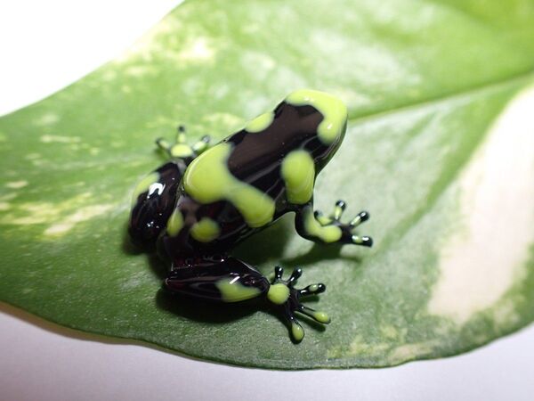 マダラヤドクガエル ヤドクガエル フィギュア カエル