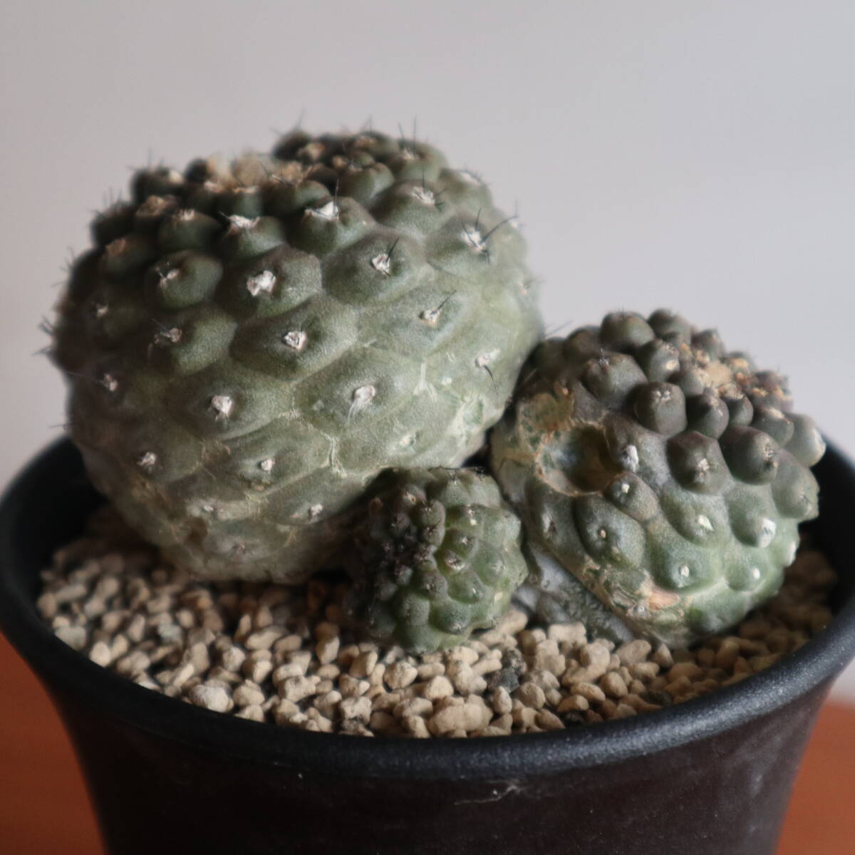 Yahoo!オークション -「かご」(サボテン) (観葉植物)の落札相場 Yahoo!オークション -「かご」(サボテン) (観葉植物)の落札相場