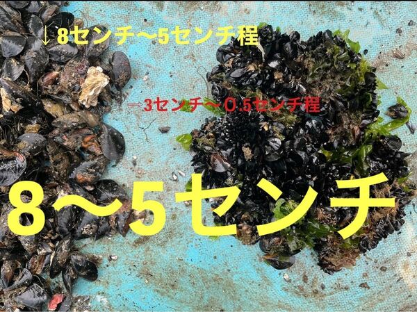 中サイズ 8〜5センチ程 3kg(1kgあたり30個前後入ります。)(活発送+送料込み)釣り餌 ムール貝(ムラサキイガイ)
