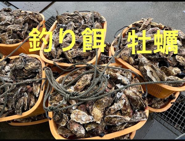 好評 釣り餌用 活発送 牡蠣 小サイズ 真牡蠣 50個 送料無料