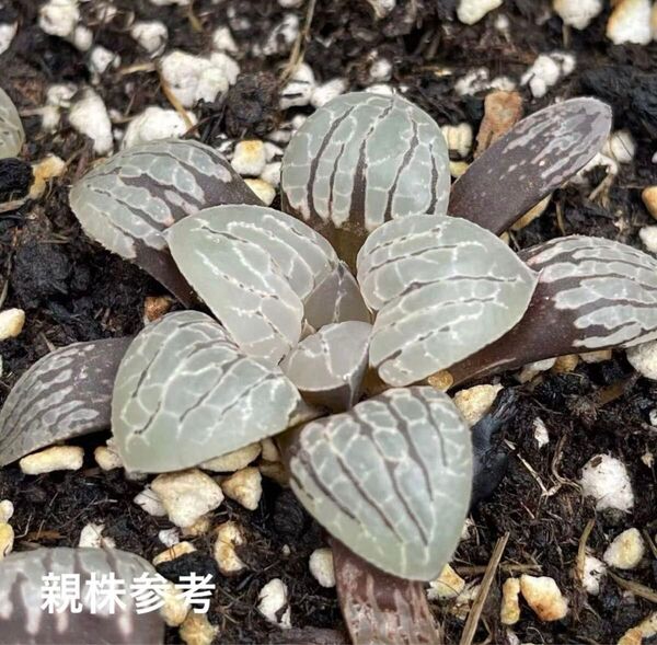 多肉植物 ハオルチア 紫水晶