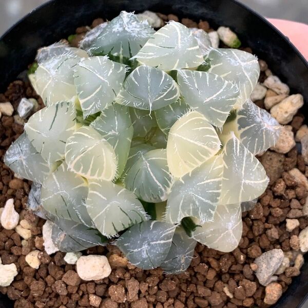 多肉植物 ハオルチア 大窓赤線オブツーサ錦 極上株