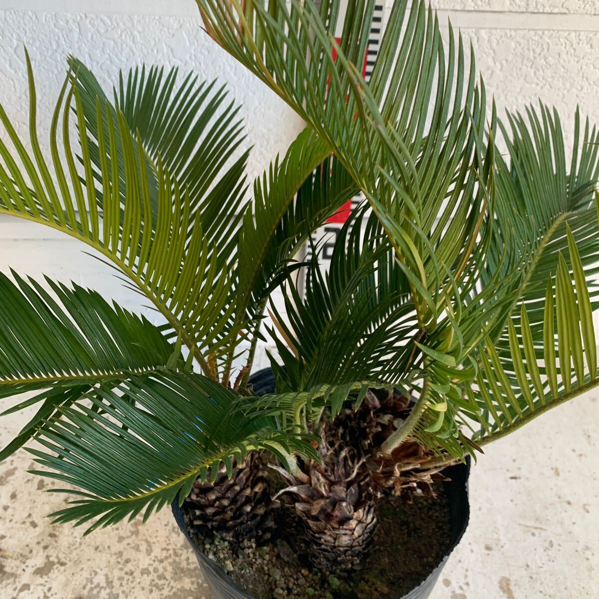 ソテツ 株立ち 約:40cm 243092