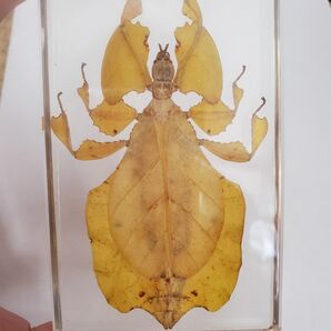 コノハムシ樹脂標本