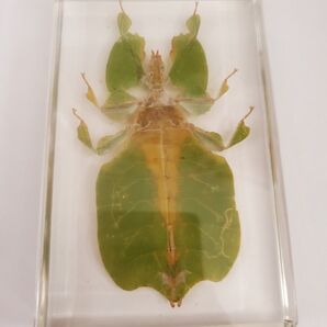 コノハムシ樹脂標本 ウェイト