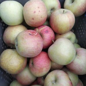 訳ありサンふじ10kg以上 梱包重さ含まず