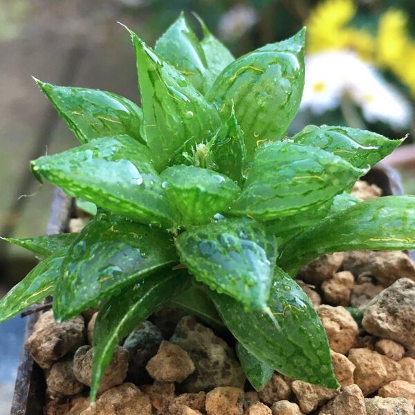 【激安】氷砂糖 斑抜け ハオルチア 良株 美株 多肉植物 大人気 高品質
