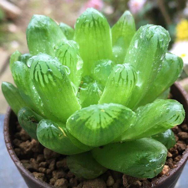 【激安】緑亀 ミドリガメ ハオルチア 良株 美株 サボテン 多肉植物 観葉植物 高品質